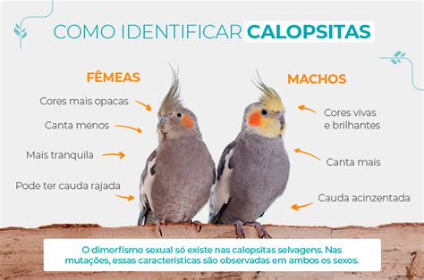 como saber se a calopsita é macho ou femea